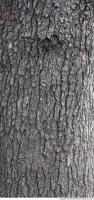 wood tree bark 0009